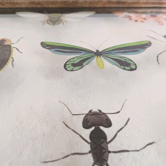 Bug Collection Framed Wall Art Print Butterflies & Insects Kirklands 15" X 11.5" - Picture 14 of 16